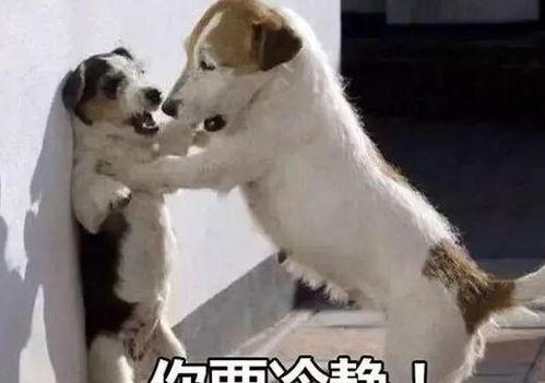 娱乐吃瓜酱大哥爱小狗,娱乐吃瓜酱大哥与小狗的温馨日常