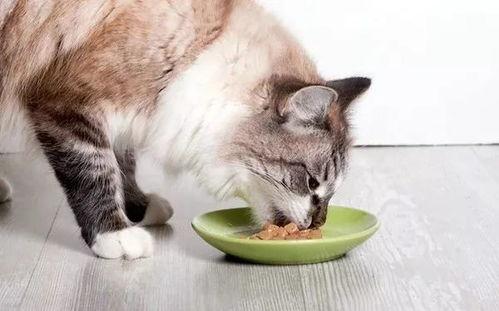 娱乐吃瓜小猫咪视频,揭秘娱乐圈那些事儿