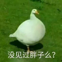 娱乐吃瓜鹅鸭,吃瓜鹅鸭带你探秘明星幕后故事