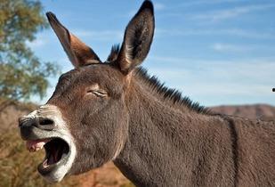 娱乐吃瓜酱驴叫,揭秘娱乐圈那些鲜为人知的幕后故事