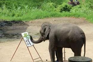 娱乐吃瓜君大象,大象背后的故事与真相