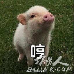 娱乐吃瓜酱肥猪猪,肥猪猪的趣味人生揭秘