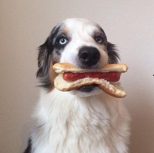 娱乐吃瓜酱搬家带狗