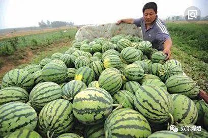 瓜圈吃瓜娱乐圈,揭秘娱乐圈的吃瓜盛宴